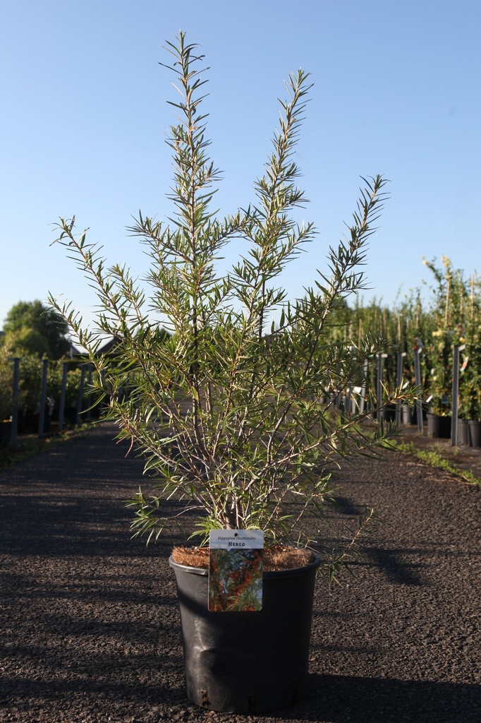 [P] Hippophae rhamnoides 'Hergo' cont. 12L 80/+ cm (fém) +p
