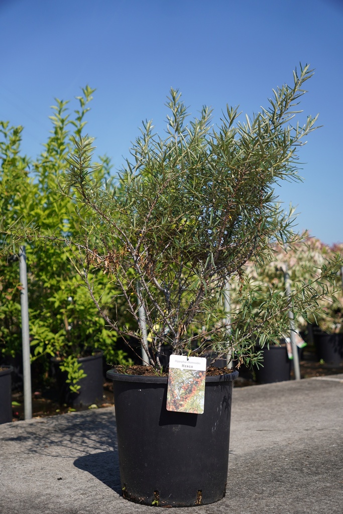 Hippophae rhamnoides 'Hergo' cont. 12L 80/+ cm (fem) +p