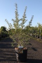 Hippophae rhamnoides 'Hergo' cont. 12L 80/+ cm (fem) +ф