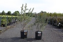 Hippophae rhamnoides 'Botanika' cont. 12L 80/+ cm (fem) +p