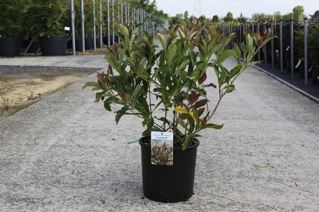 [P] Viburnum odoratissimum COPPERTOP (PBR) cont. 12L 80/+ cm +ф
