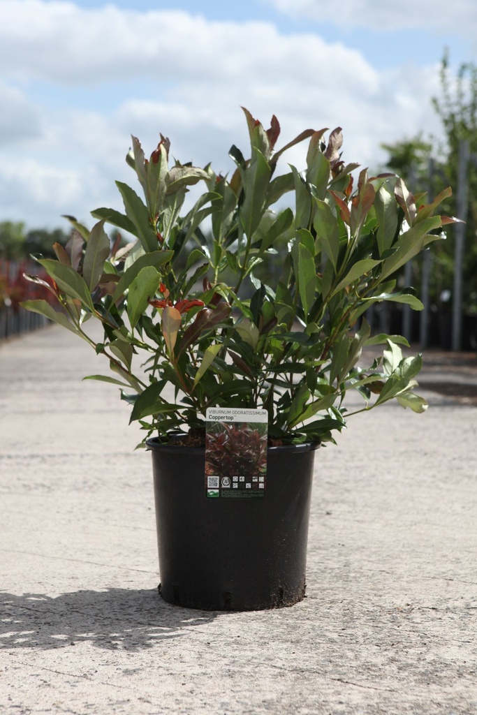 Viburnum odoratissimum COPPERTOP (PBR) cont. 12L 80/+ cm +B