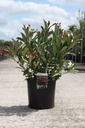 Viburnum odoratissimum COPPERTOP (PBR) cont. 12L 80/+ cm +p