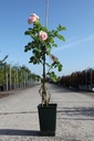 Rosa 'Giardina' cont. 4L hoch 80-100 cm +B