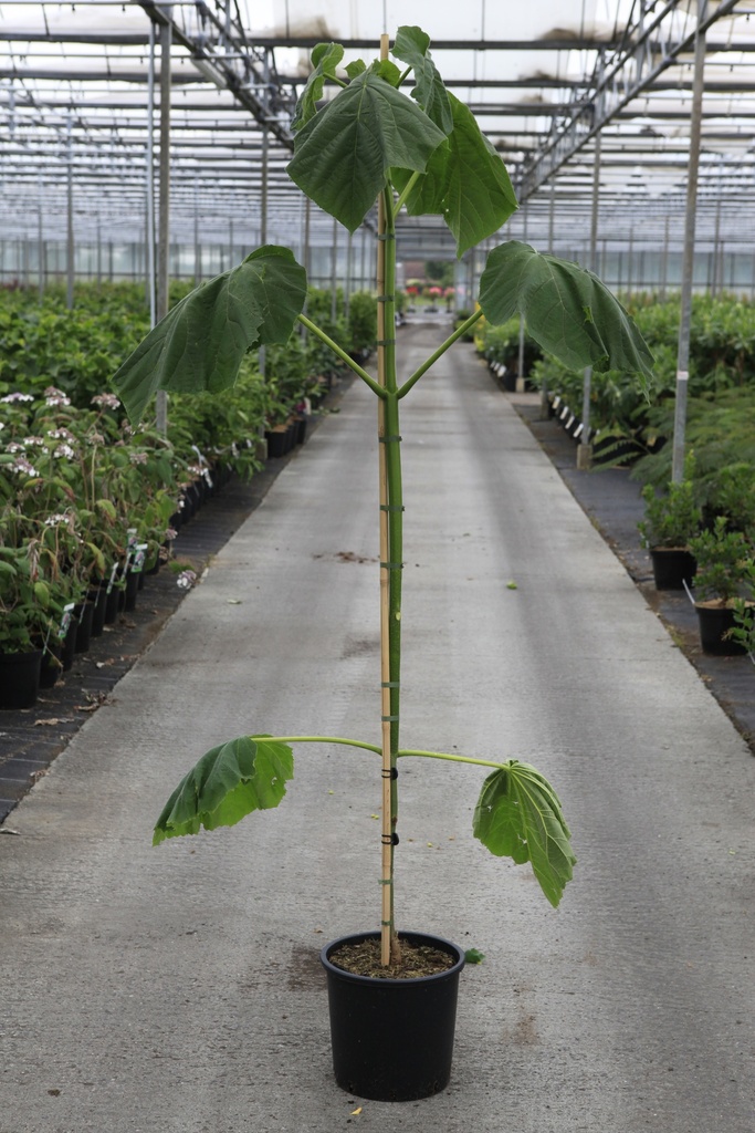 Paulownia tomentosa cont. 15L 200/+ cm +f