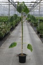 Paulownia tomentosa cont. 15L 200/+ cm +f