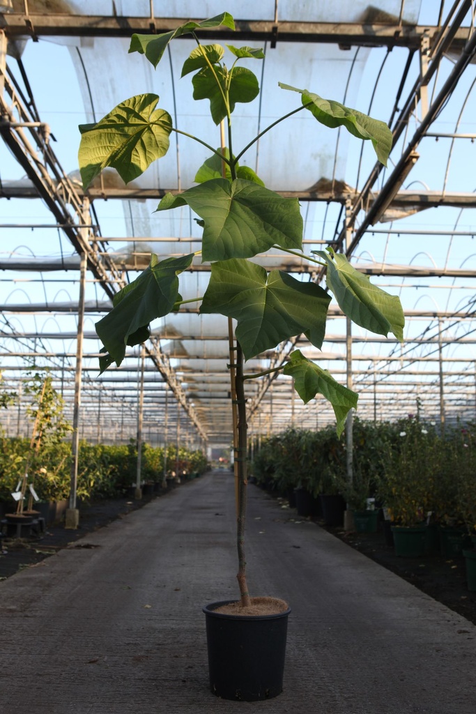 [P] Paulownia fortunei FAST BLUE® cont. 12L 175/+ cm baliveau +p