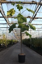 Paulownia fortunei FAST BLUE® cont. 12L 175/+ cm spil +f