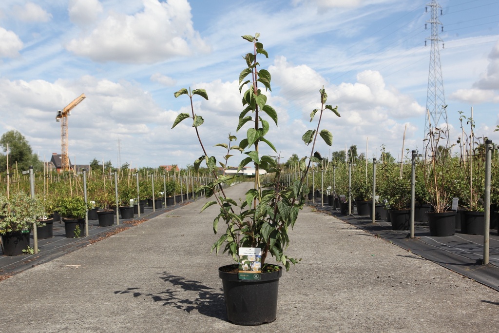 Philadelphus 'Starbright' (PBR) cont. 10L 80-100 cm +p