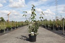 Philadelphus 'Starbright' (PBR) Kont. 10L 80-100 cm +B