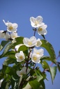 Philadelphus 'Starbright' (PBR) cont. 10L 80-100 cm +f
