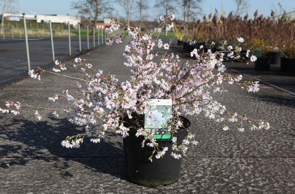 [P] Prunus incisa 'Oshidori' cont. 10L 60/+ cm +B