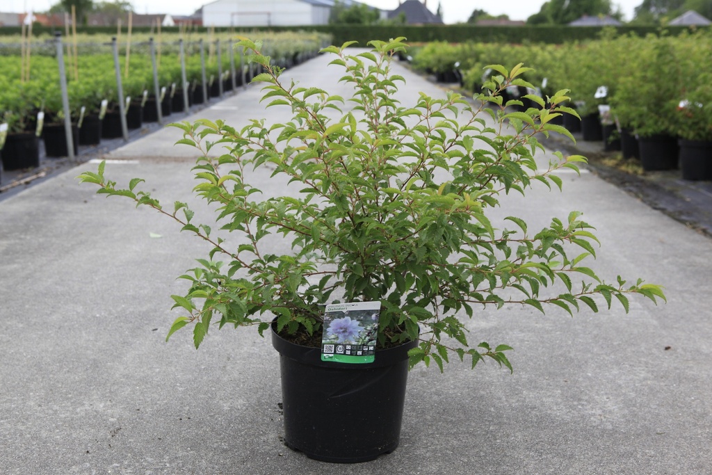 Prunus incisa 'Oshidori' cont. 10L 60/+ cm +p