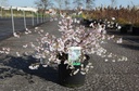Prunus incisa 'Oshidori' cont. 10L 60/+ cm +ф