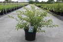Prunus incisa 'Oshidori' cont. 10L 60/+ cm +f