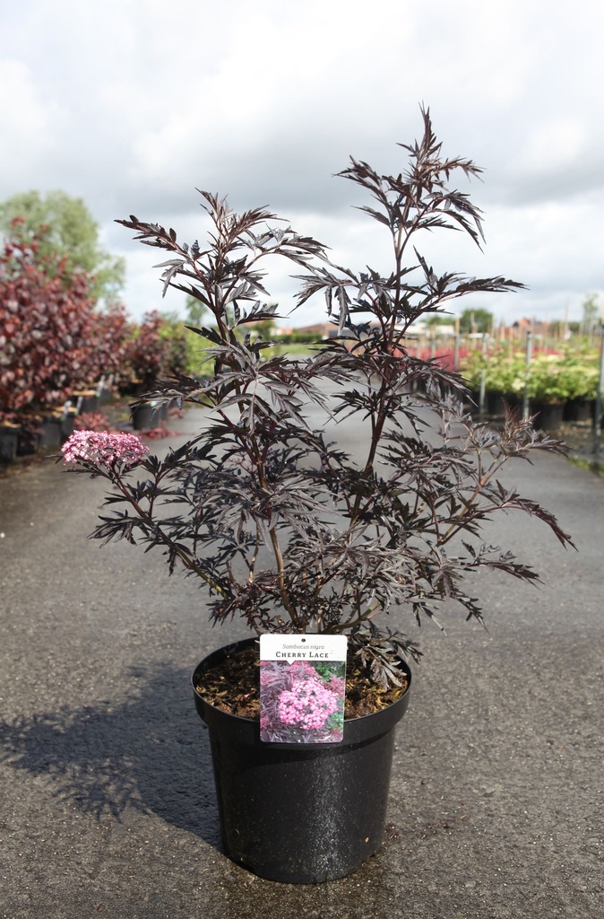 [P] Sambucus nigra CHERRY LACE (PBR) cont. 10L 60-80 cm +p