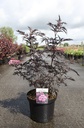 Sambucus nigra CHERRY LACE (PBR) cont. 10L 60-80 cm +p