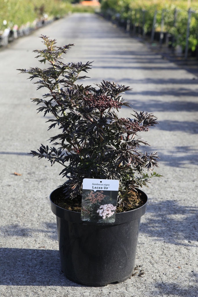 [P] Sambucus nigra LACED UP (PBR) cont. 10L 60-80 cm +f