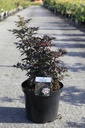 Sambucus nigra LACED UP (PBR) Kont. 10L 60-80 cm +B