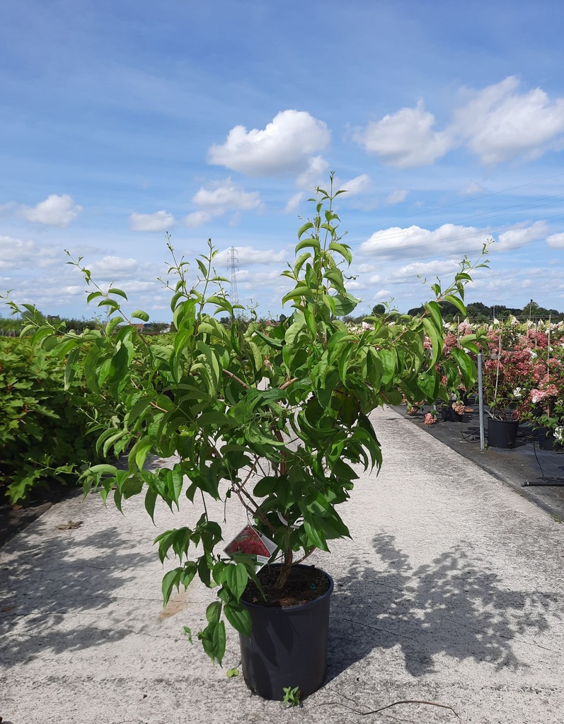 [P] Heptacodium miconioides Proven Winners® TEMPLE OF BLOOM (PBR) cont. 18L 100/+ cm +B
