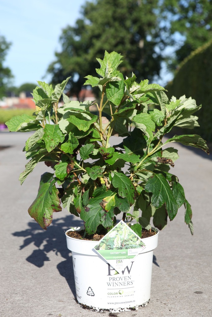 [P] Hydrangea quercifolia Proven Winners® GATSBY GIRL® (PBR) cont. 10L deco 50-60 cm +B