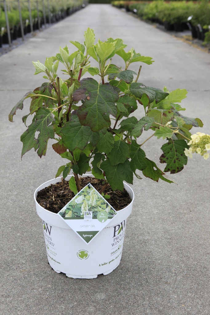[P] Hydrangea quercifolia Proven Winners® GATSBY GIRL® (PBR) cont. 10L deco 50-60 cm +B