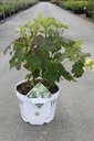 Hydrangea quercifolia Proven Winners® GATSBY GIRL® (PBR) cont. 10L deco 50-60 cm +f