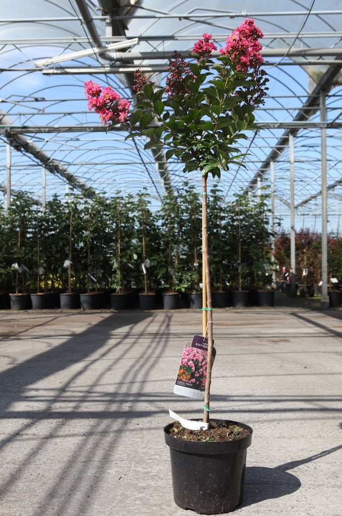 [P] Lagerstroemia indica First Editions® 'CORAL MAGIC' cont. 7,5L 80 cm standard +ф