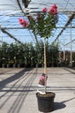 Lagerstroemia indica First Editions® 'CORAL MAGIC' cont. 7,5L 80 cm stam +f