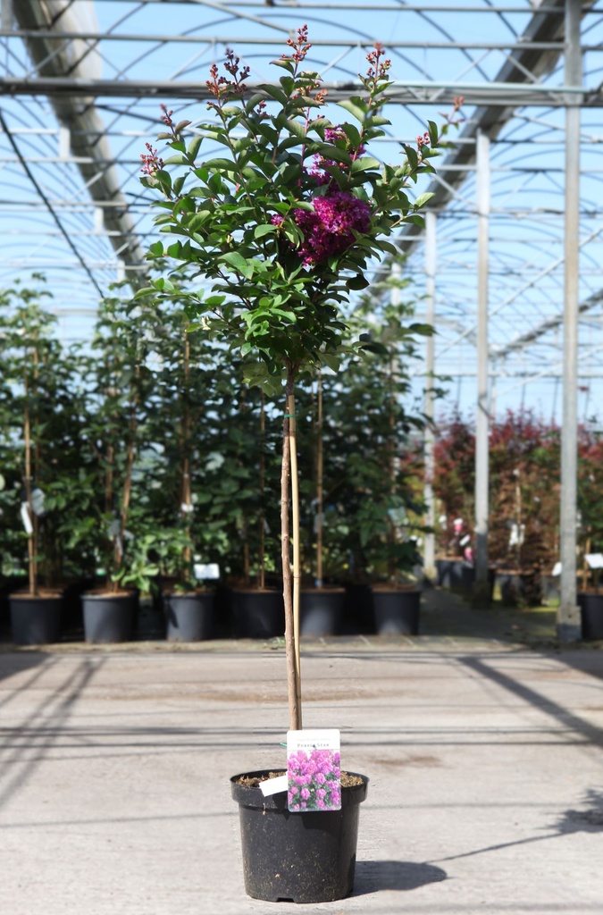 [P] Lagerstroemia indica PURPLE STAR (PBR) cont. 7,5L 80 cm standard +ф