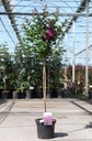 Lagerstroemia indica PURPLE STAR (PBR) cont. 7,5L 80 cm standard +ф