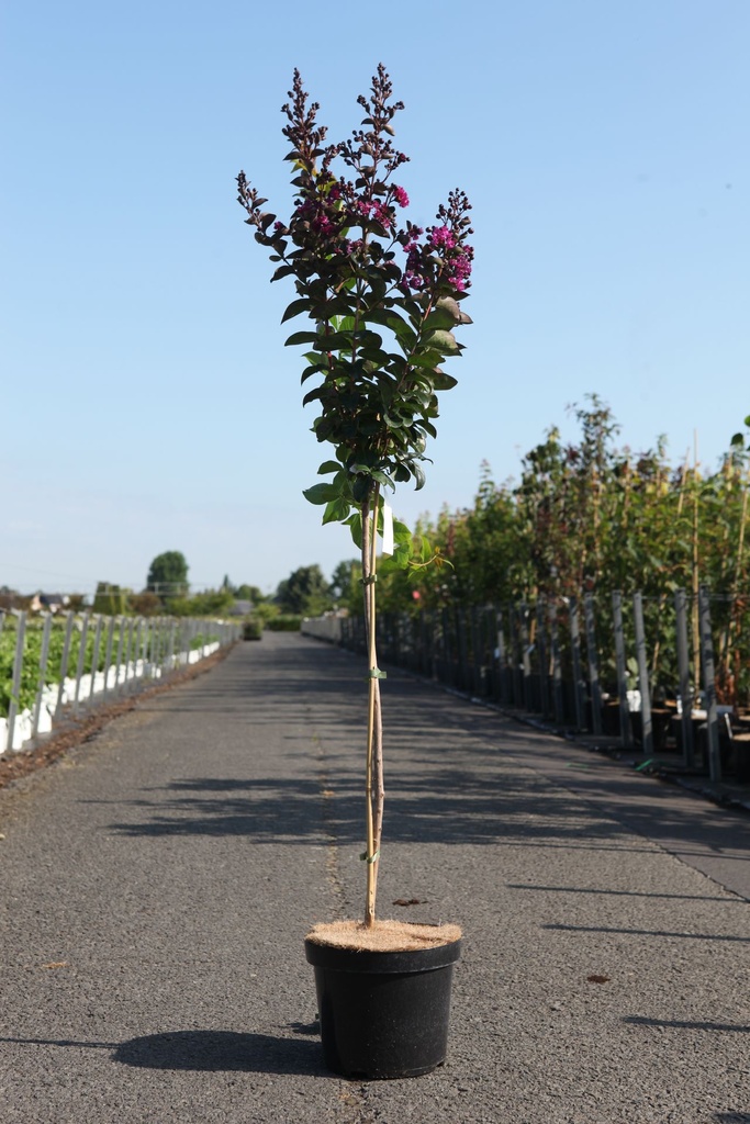 [P] Lagerstroemia indica 'Rhapsody in Blue' cont. 7,5L 80 cm standard +p