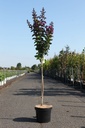Lagerstroemia indica 'Rhapsody in Blue' cont. 7,5L 80 cm standard +ф