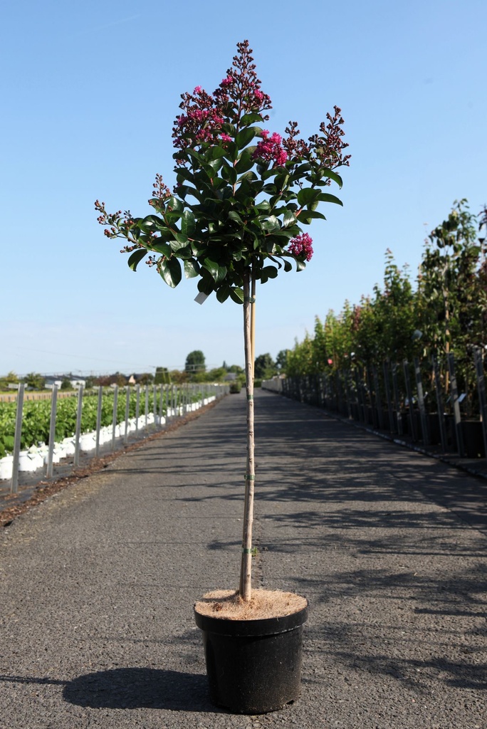 [P] Lagerstroemia indica BERRY DAZZLE (PBR) cont. 7,5L 80 cm Stamm +B