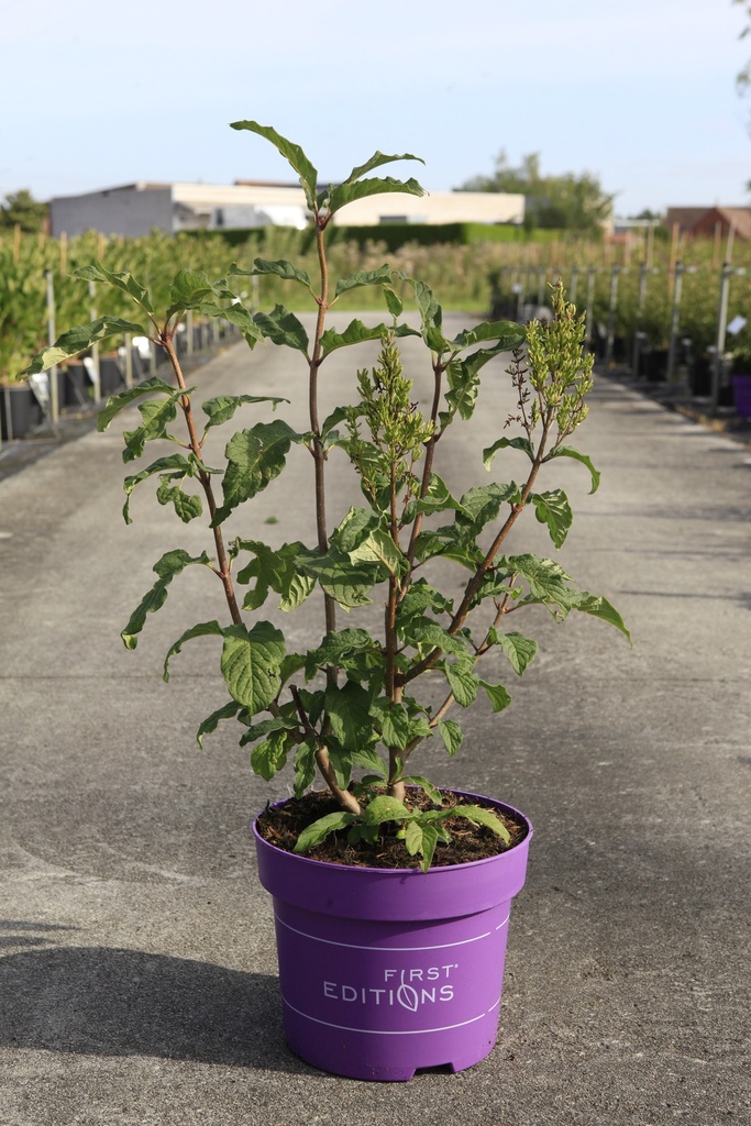 Syringa First Editions® PINKTINI cont. 10L deco 50-60 cm +p
