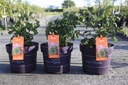 Syringa First Editions® PINKTINI cont. 10L deco 50-60 cm +ф