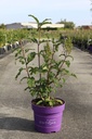 Syringa First Editions® PINKTINI cont. 10L deco 50-60 cm +f