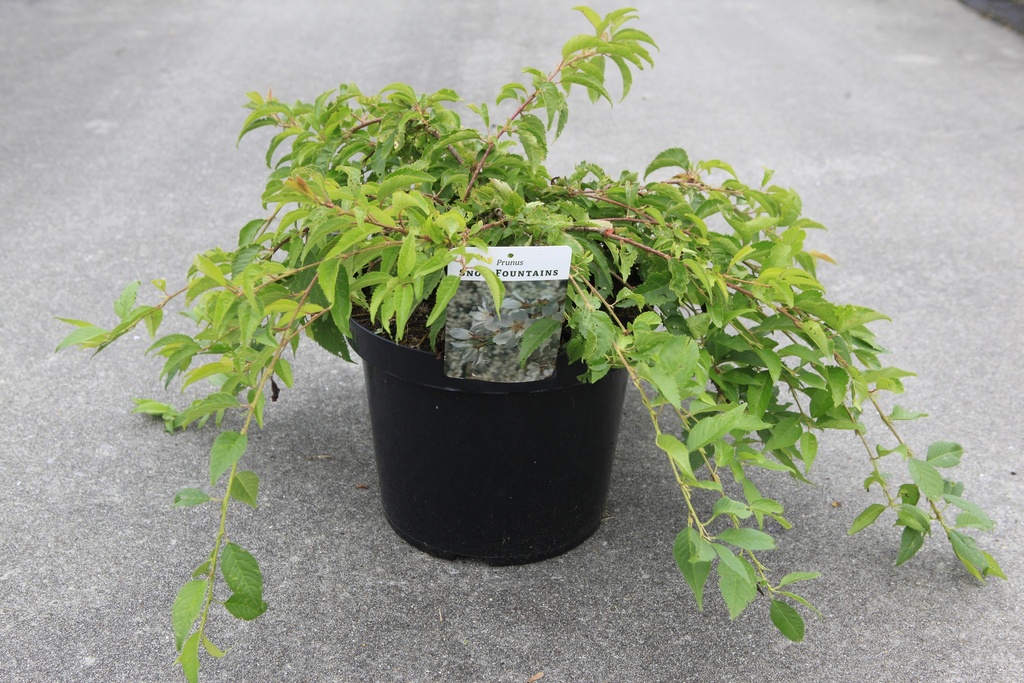 [P] Prunus 'Snow Fountains' cont. 10L 60-80 cm +f