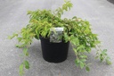 Prunus 'Snow Fountains' cont. 10L 60-80 cm +f