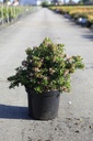 Escallonia SHOWSTOPPER (PBR) cont. 10L 80/+ cm +B