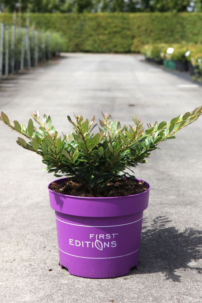 [P] Distylium First Editions® 'Coppertone®' cont. 10L deco 40-50 cm +B