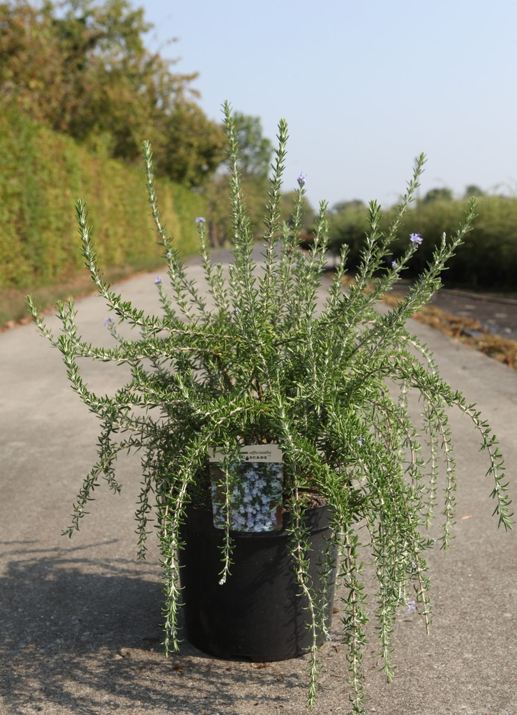 Rosmarinus officinalis BLUE CASCADE (PBR) cont. 10L 40-50 cm +f
