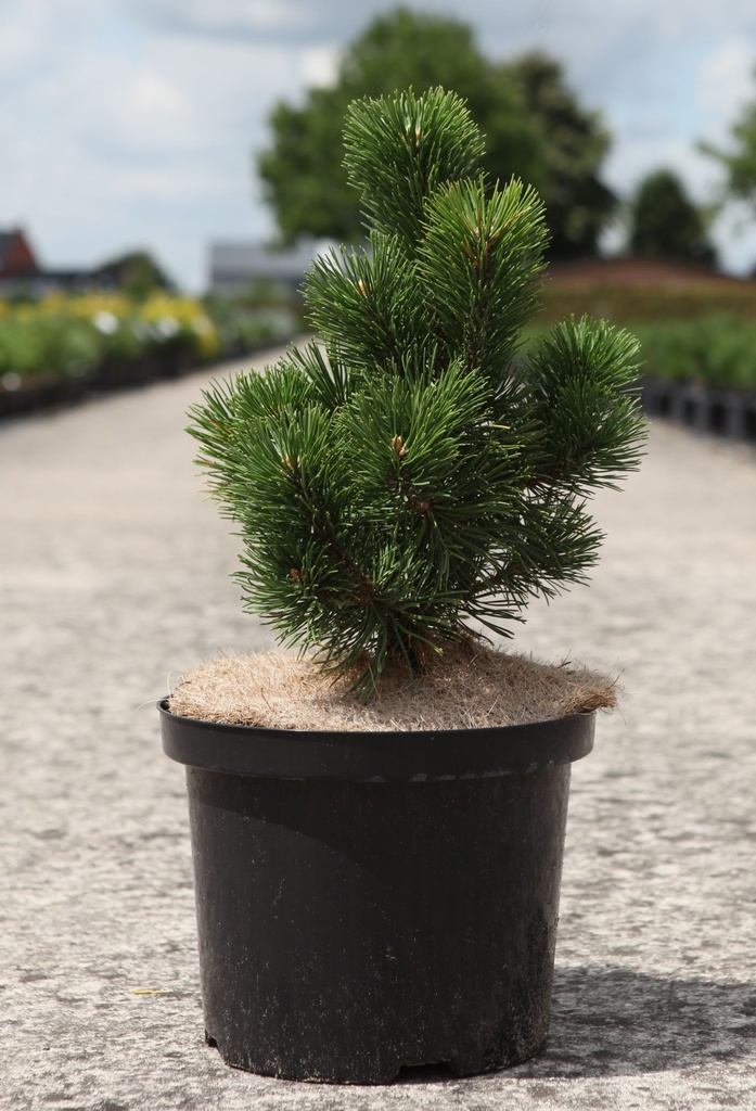 [P] Pinus mugo 'Allgäu' cont. 5L 20/+ cm