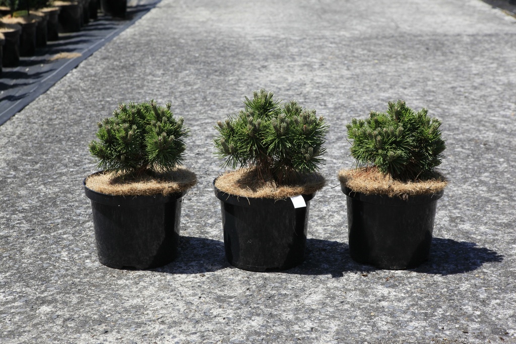 Pinus mugo 'Allgäu' cont. 5L 20/+ cm