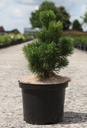 Pinus mugo 'Allgäu' cont. 5L 20/+ cm