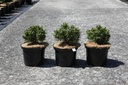 Pinus mugo 'Allgäu' cont. 5L 20/+ cm
