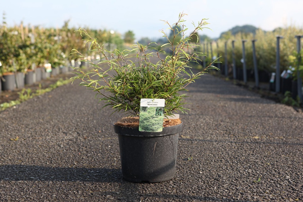 [P] Fagus sylvatica 'Mercedes' cont. 10L 50-60 cm