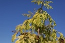 Metasequoia glyptostroboides 'Goldrush' cont. 10L 80-100 cm