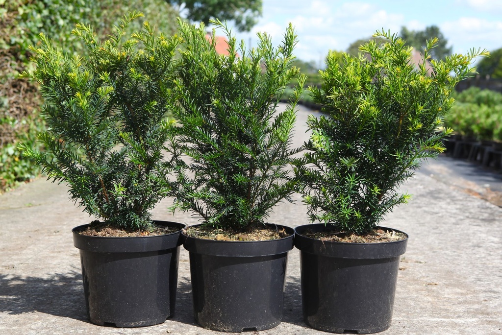 Taxus media 'Farmen' cont. 7,5L 50/+ cm
