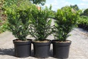 Taxus media 'Farmen' cont. 7,5L 50/+ cm